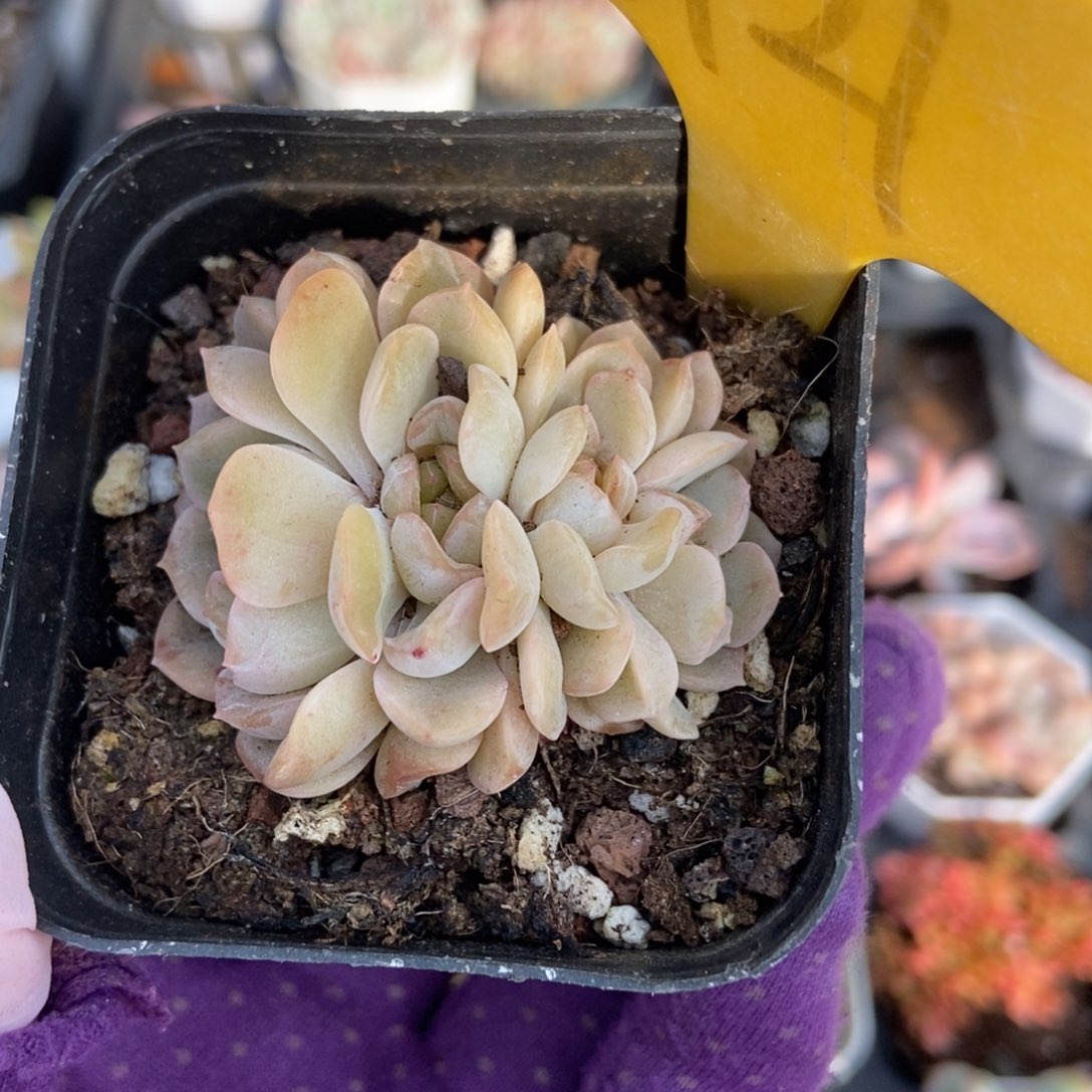 6121容晶多肉植物保护