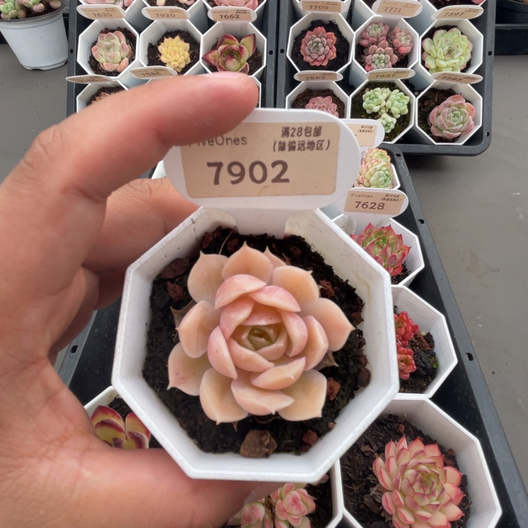7902昂斯诺4.5厘米