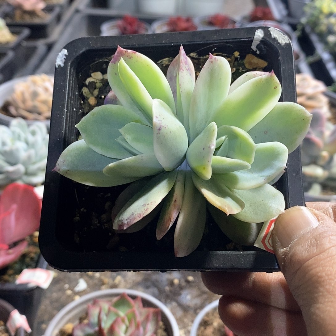 A741精美多肉小白龙双头