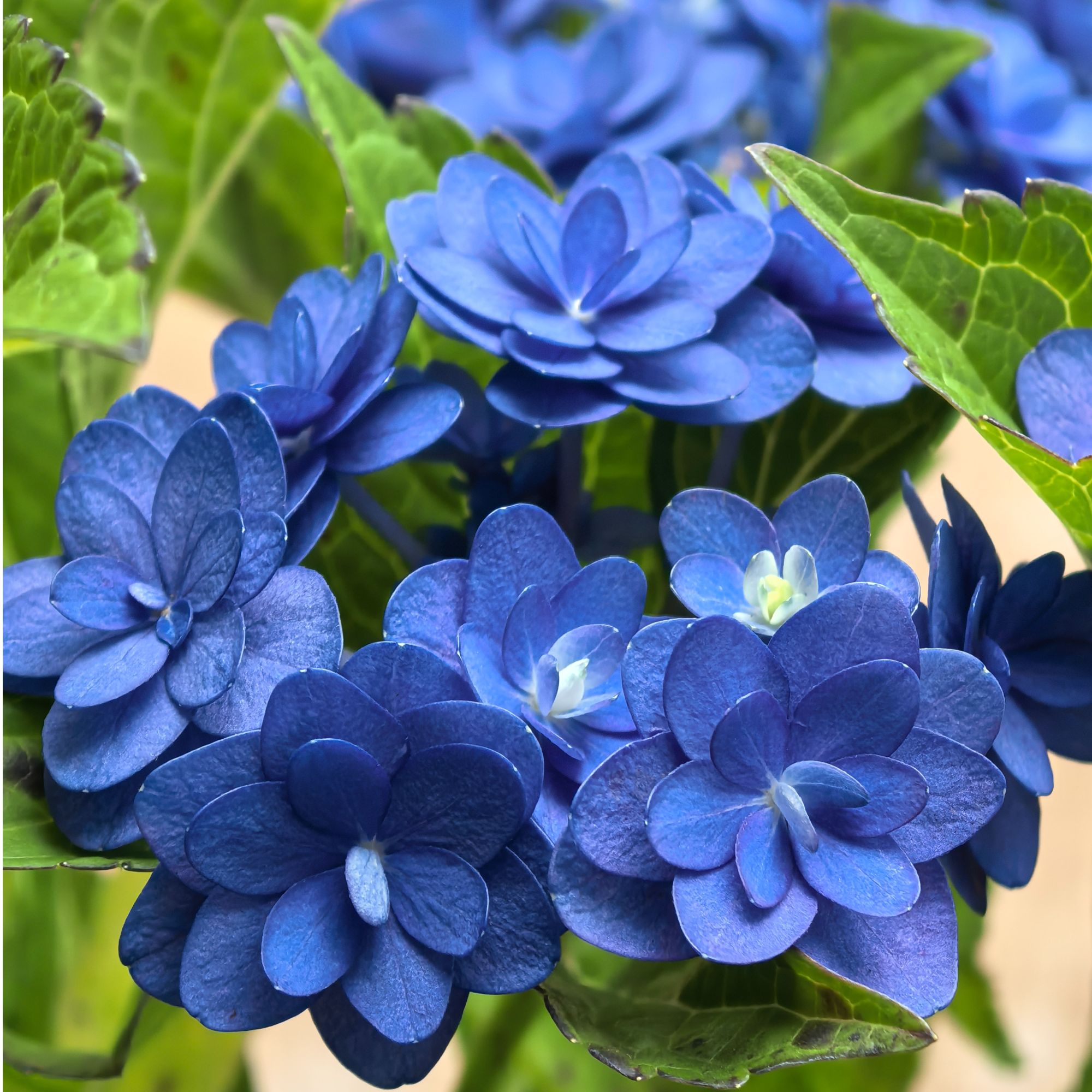 妖精之瞳重瓣绣球花盆栽