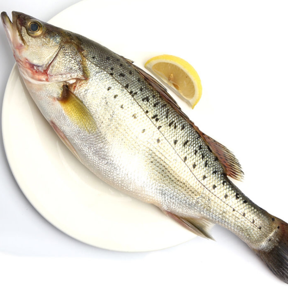 1青岛发货 新鲜海鲈鱼速冻保鲜发货，单条1.2-1.4斤，发货4条