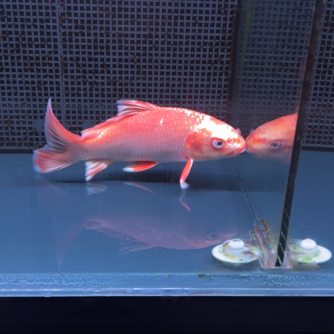 海水鱼村*人哈哈哈哈哈哈哈哈