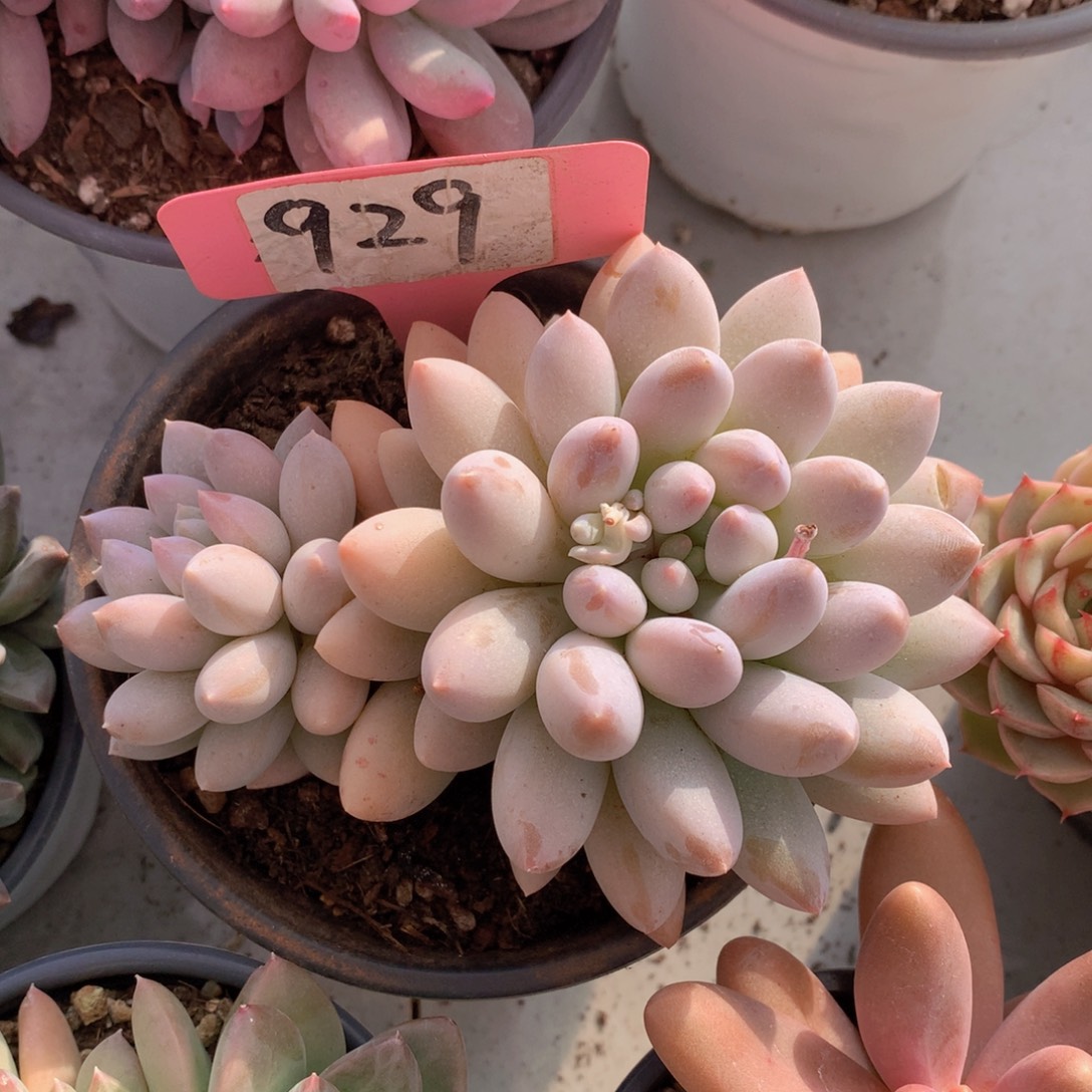 多日子黑五7272727272