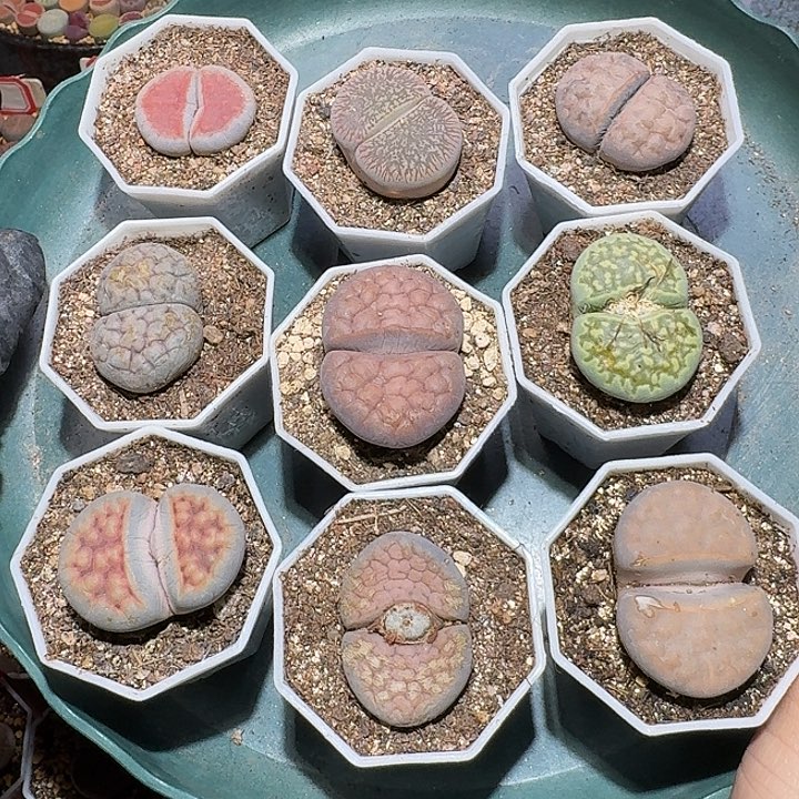 生石花12122。  无售后。 163