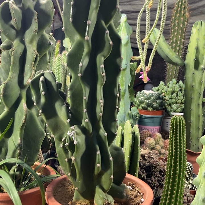 象腿石化大号一物一拍