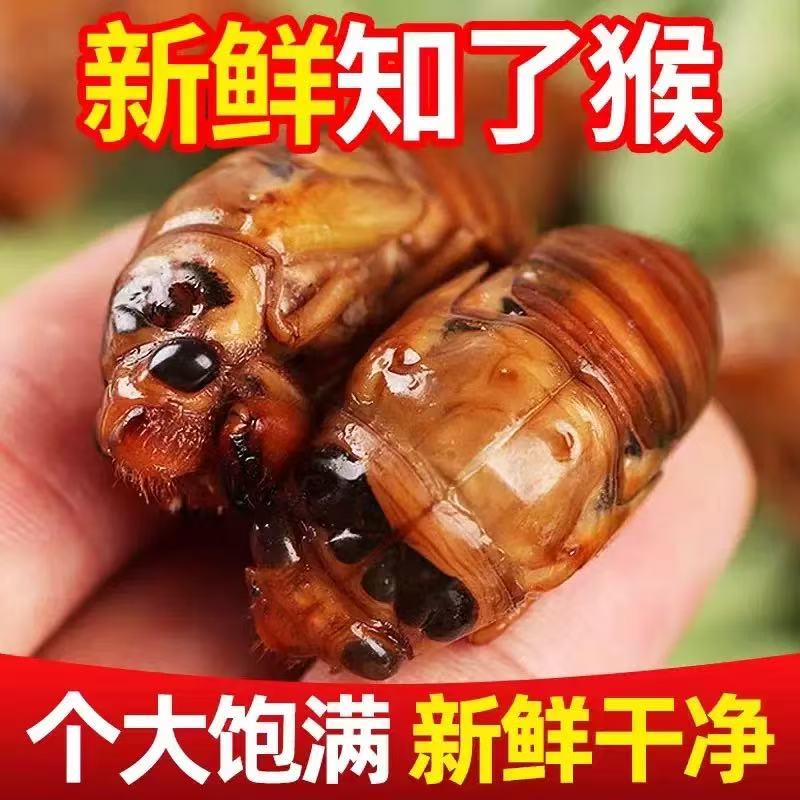 2025新品【金蝉知了猴】爬叉新鲜速冻直播爆品可煎可炸可烤营养丰富