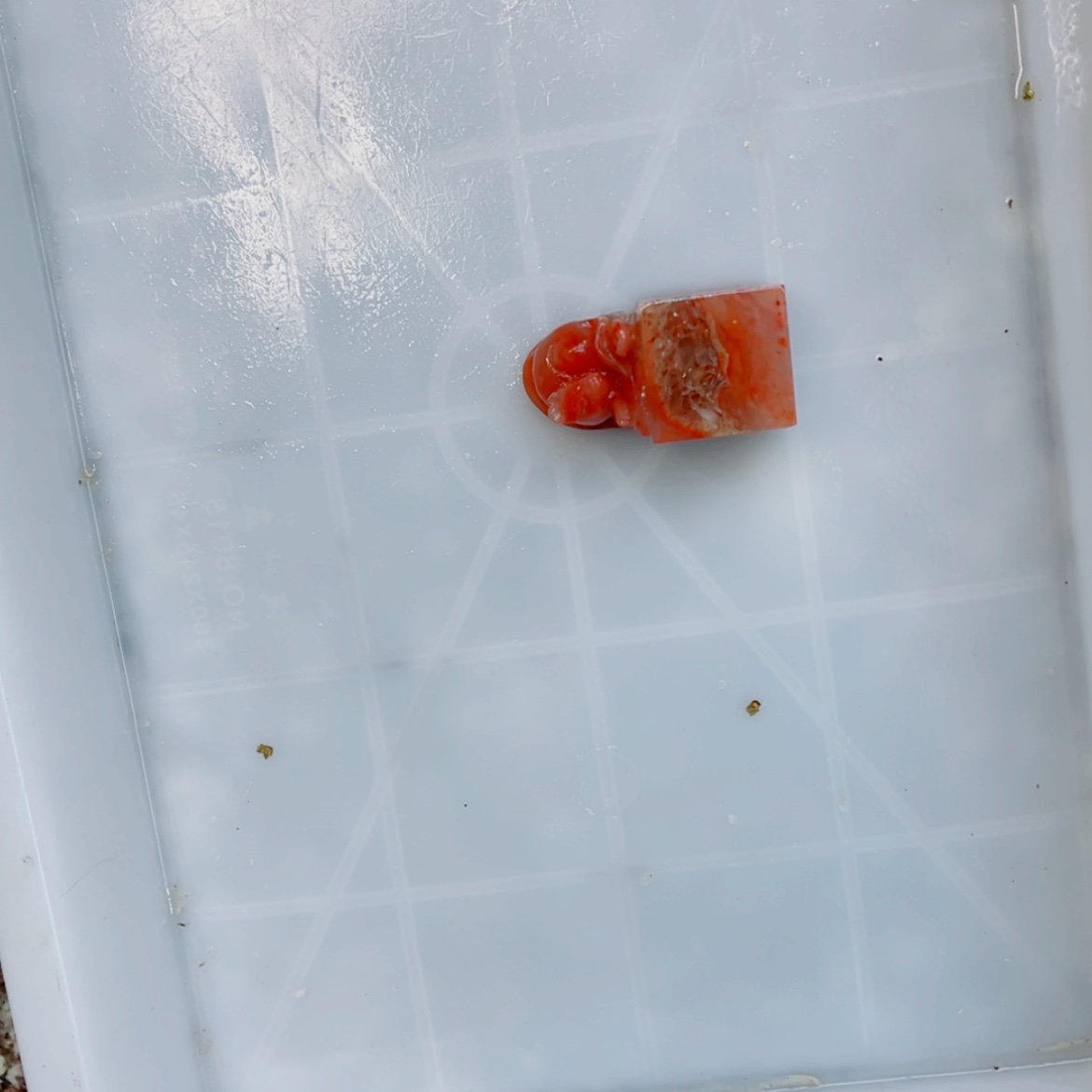 【闪购商品】老挝石申*子1111111111111111111