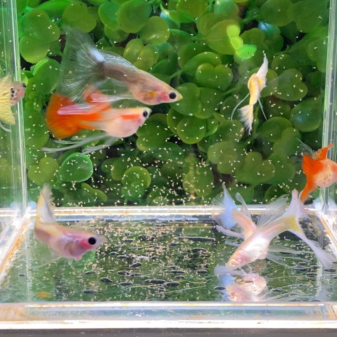 孔雀鱼七条缎带送一