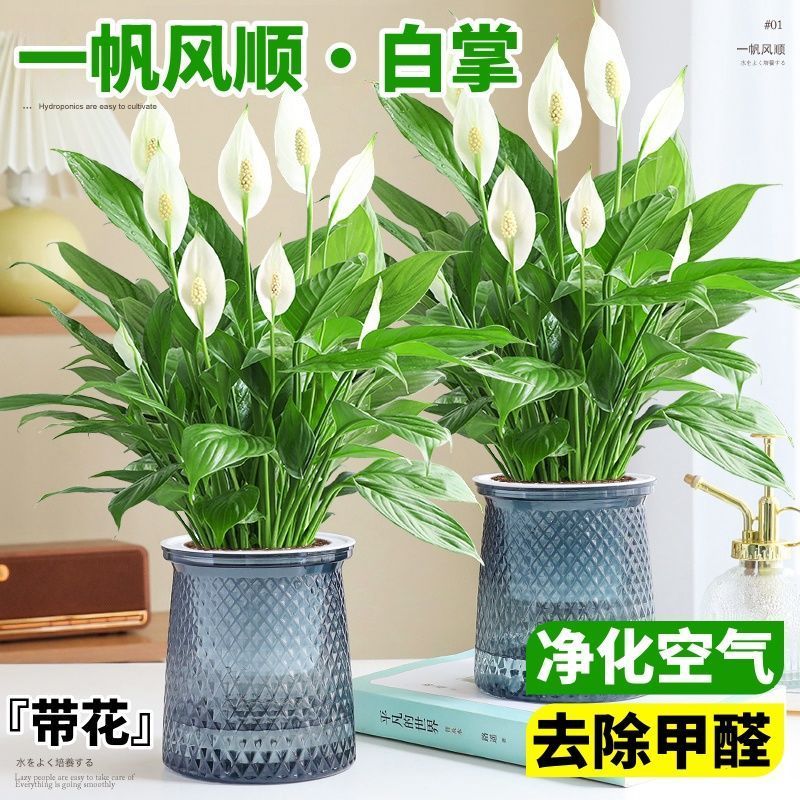 【特价抢】水培白掌盆栽四季开花一帆风顺室内阳台好养净化空气绿植