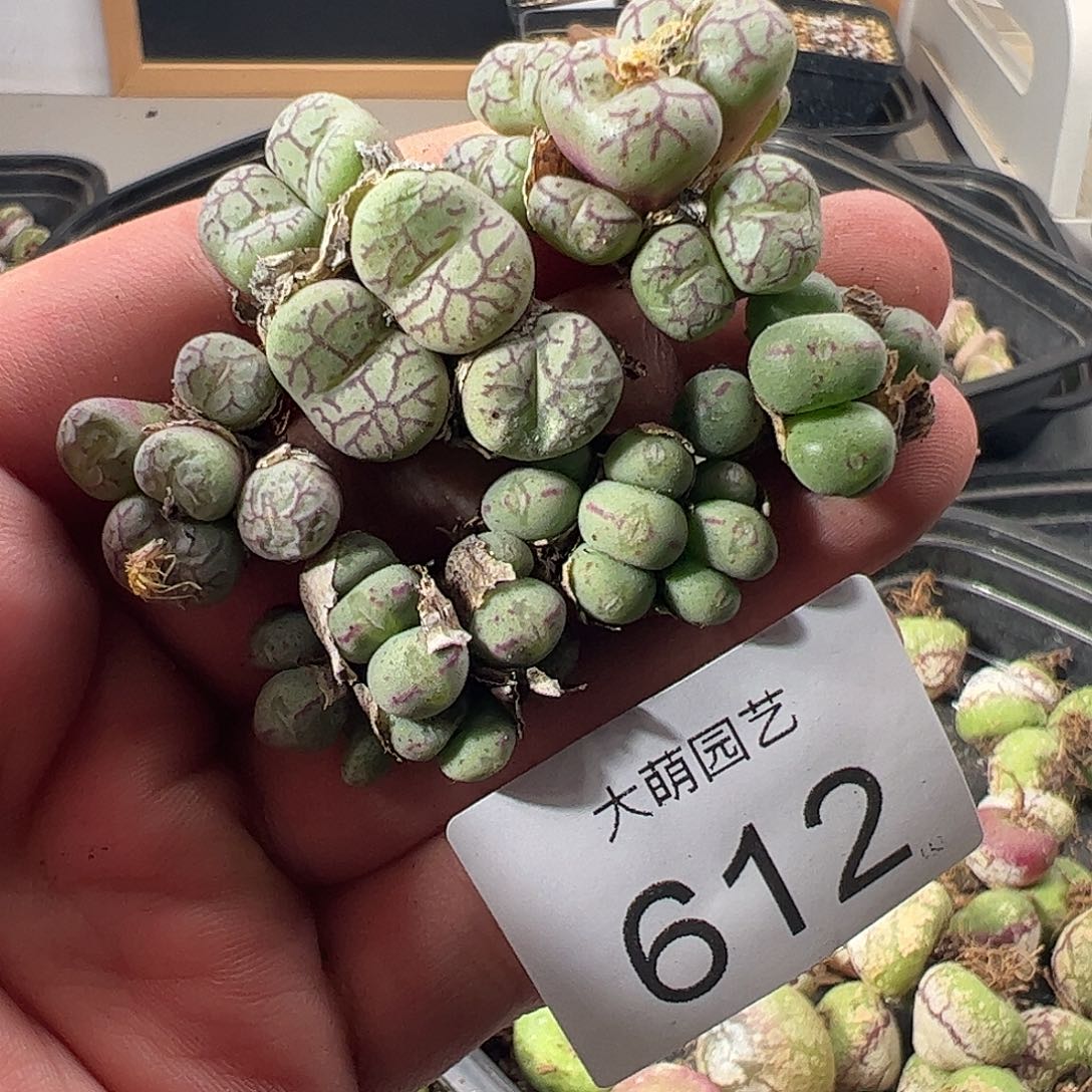 一物一拍。        612