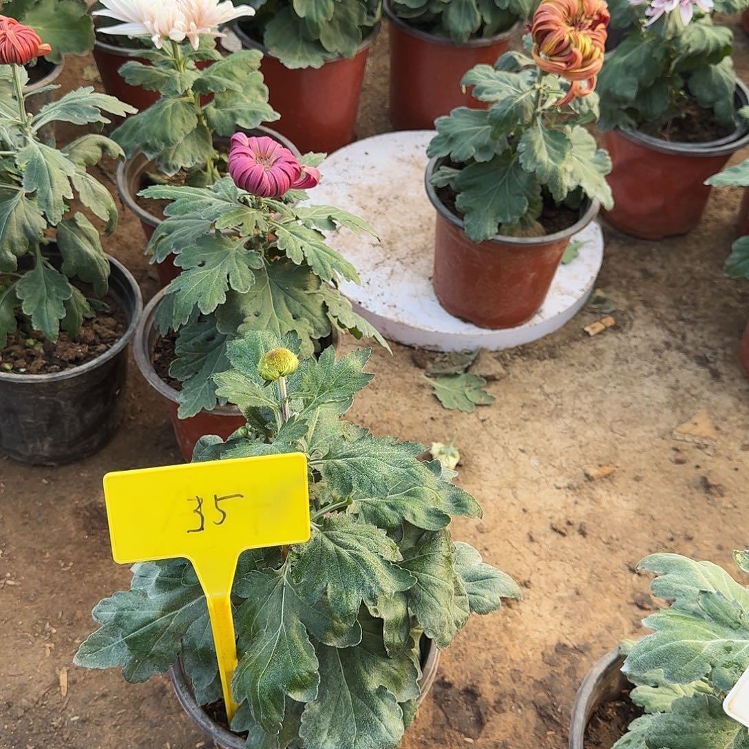 大部分花苞少量开放35