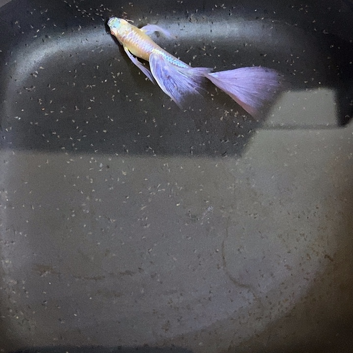 紫白飞船一对孔雀鱼
