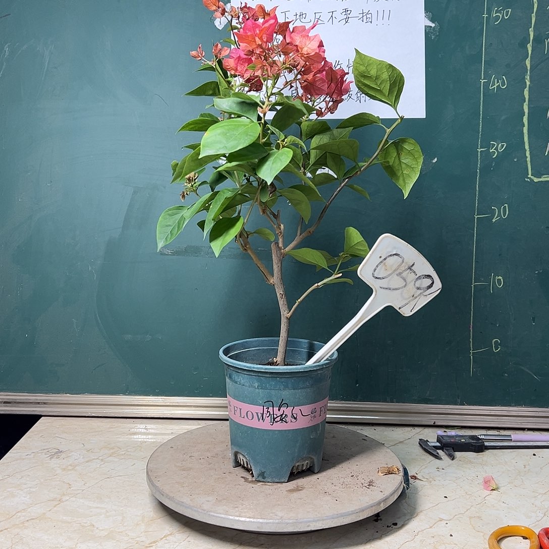 完全开放   同安红  059