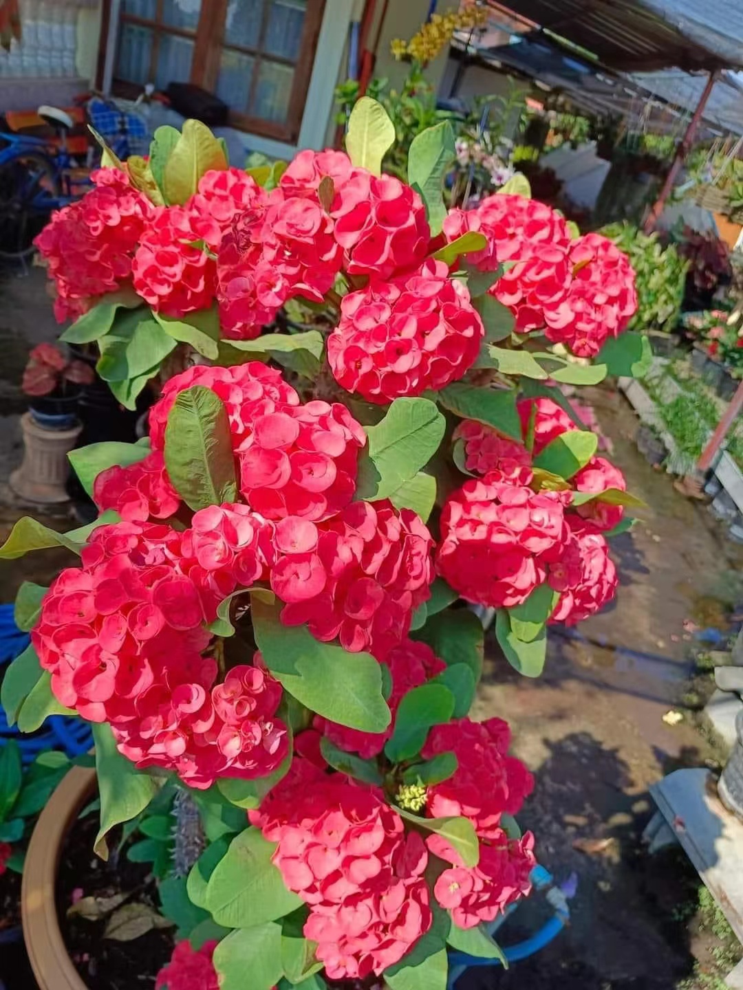 美花大戟一物一拍