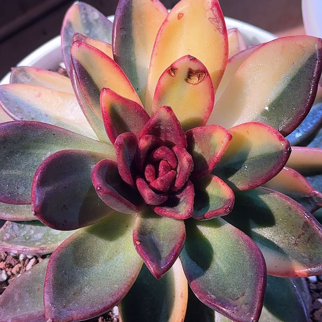 丰沛玫瑰锦，多肉植物