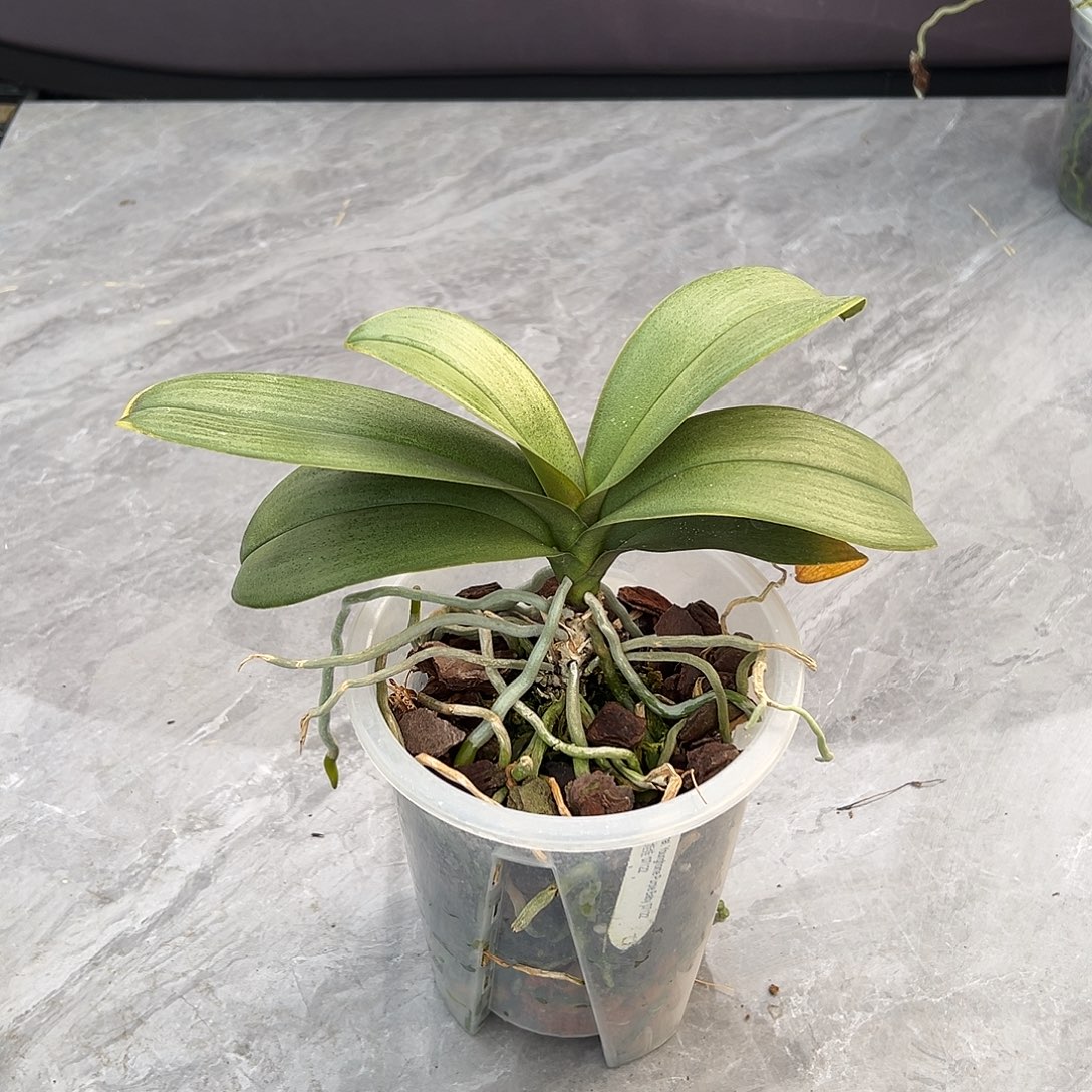 完全开放紫娃娃拯救苗不售后