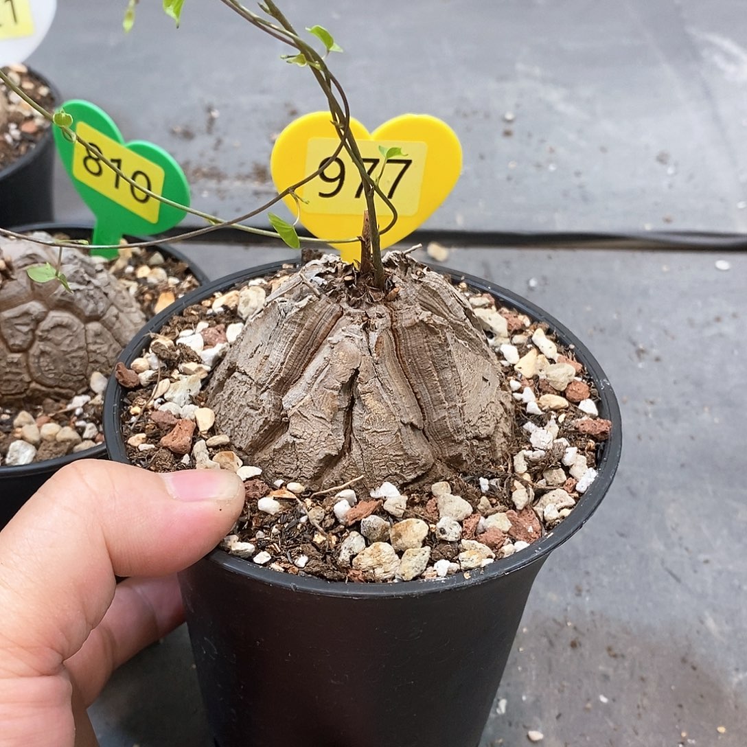 南非龟甲龙龟甲龙