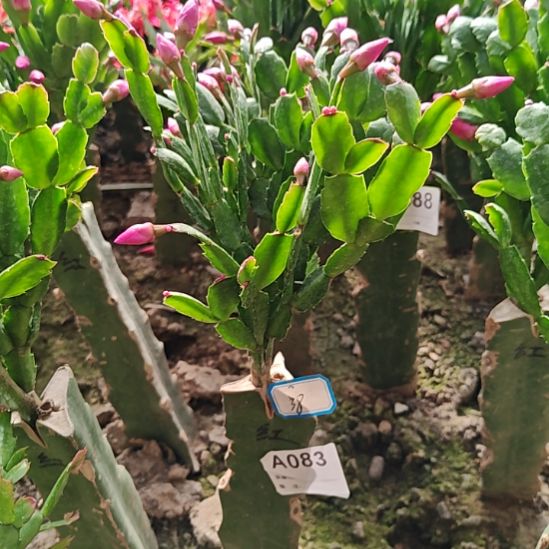 红桑巴零度之上包邮易掉苞芽