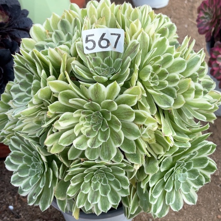 567多肉植物碧浪