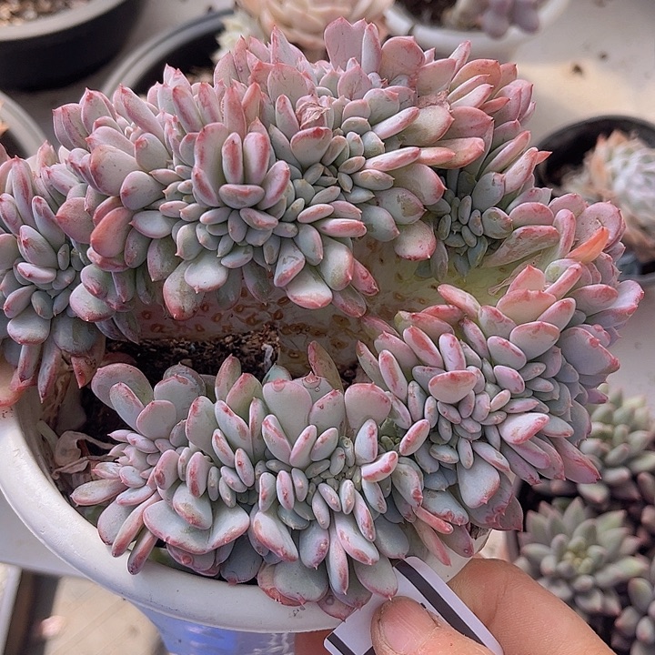 玛瑙缀0217多肉植物