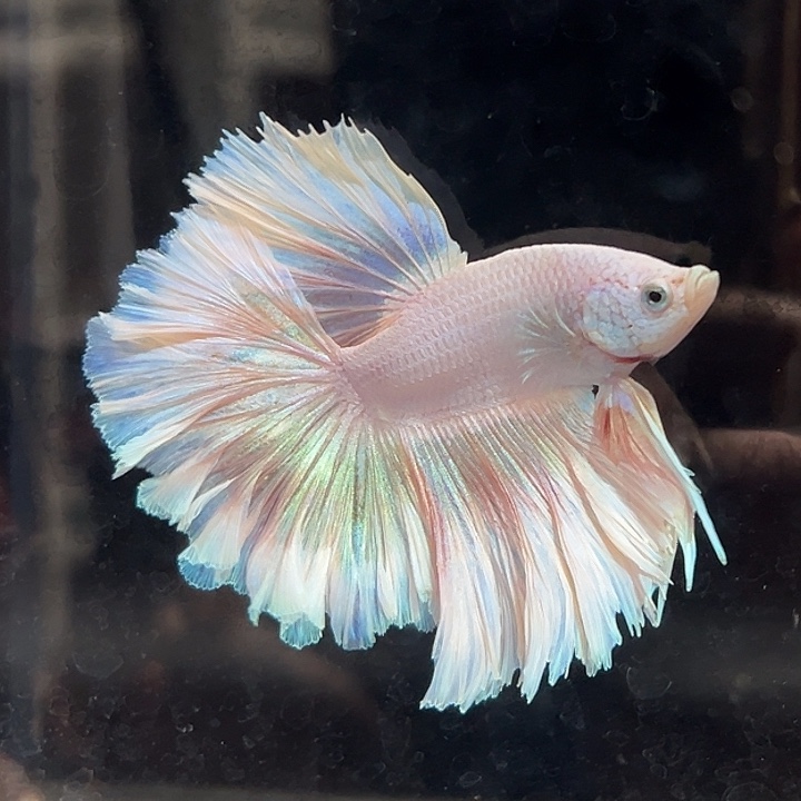 斗鱼2号打折出鱼粉色婚纱