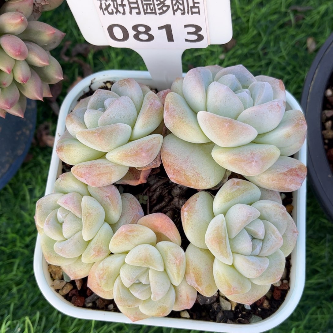 多肉植物0813 满30包邮