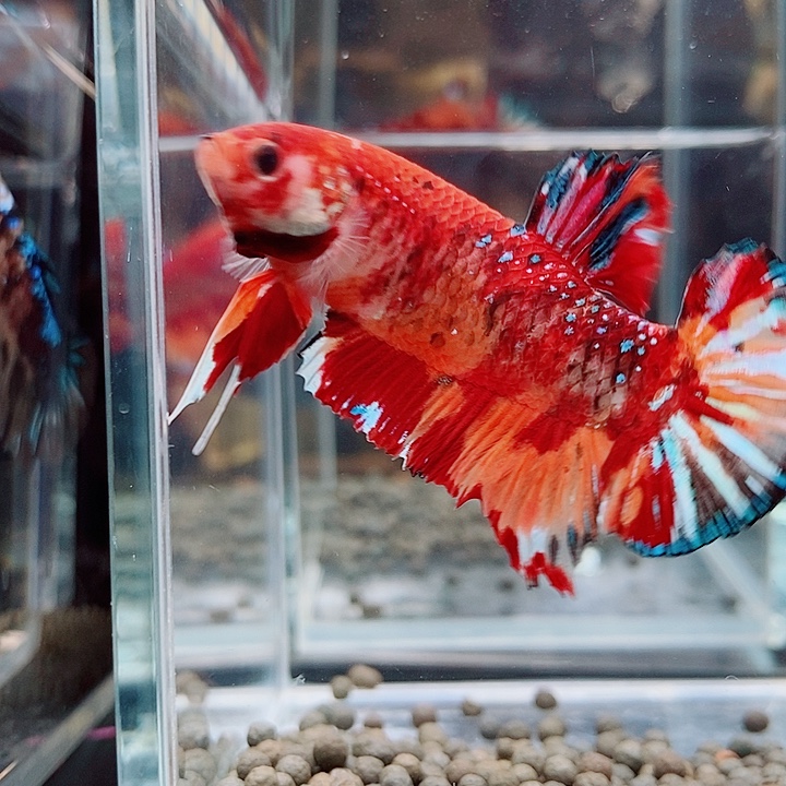 斗鱼黑330号巨斗将军