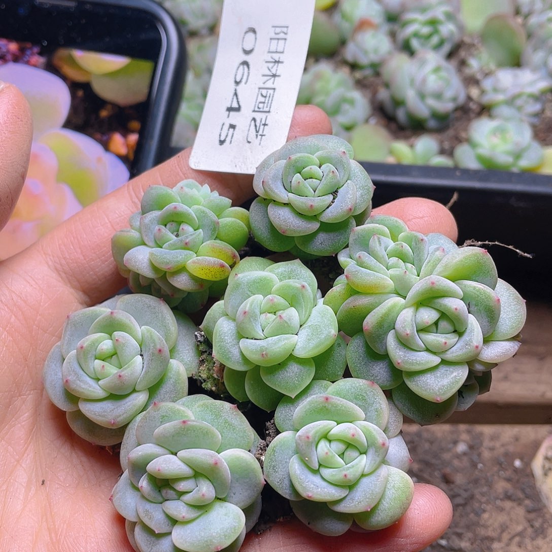 多肉植物多肉植物645