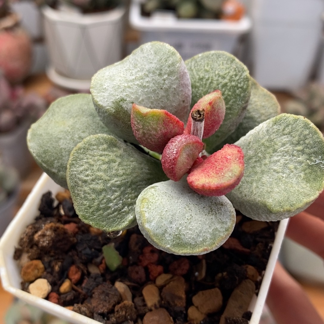 绿磨砂水泡多肉植物
