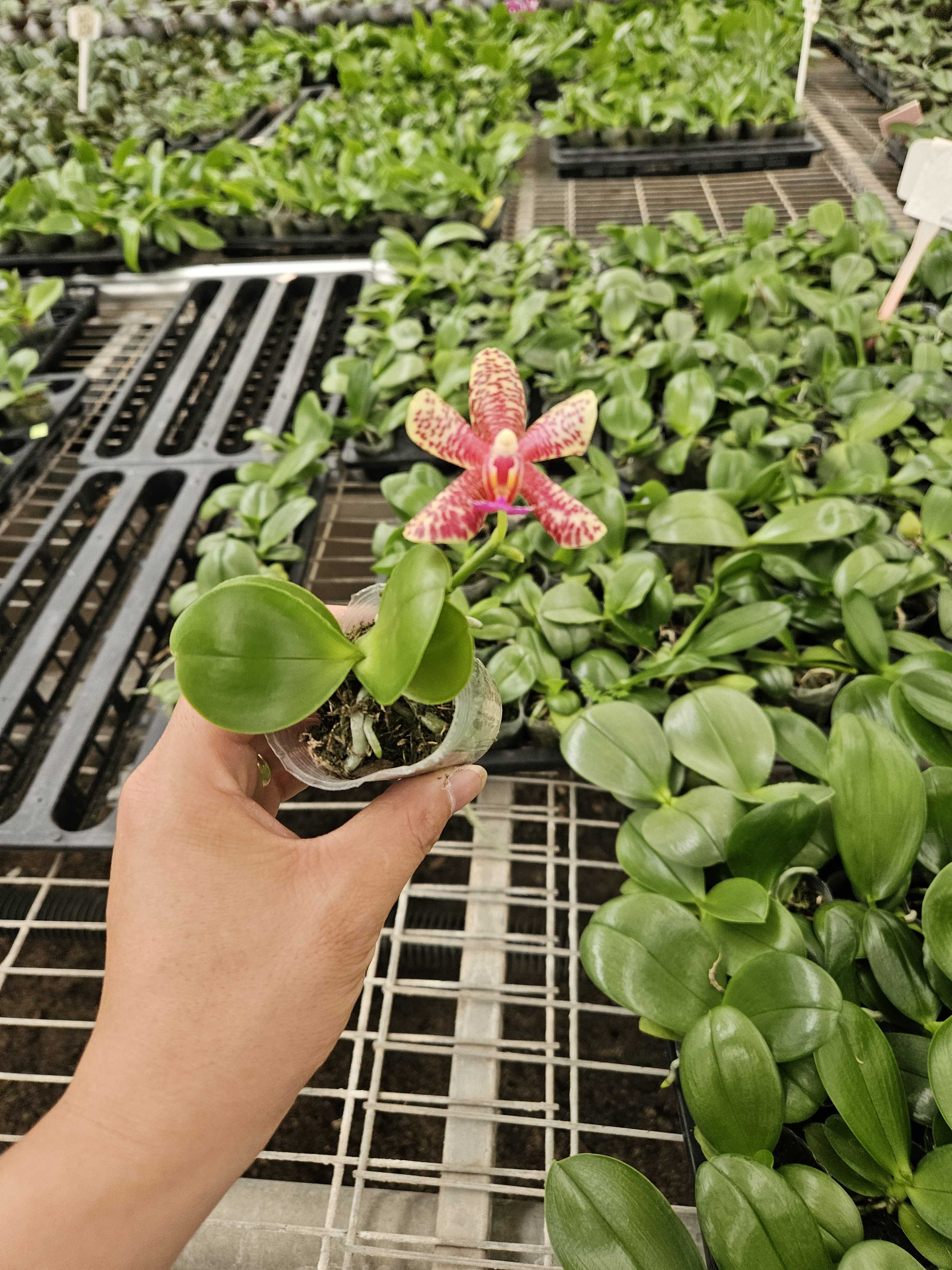 780 原生蝴蝶兰花 2.8寸杯 福利款