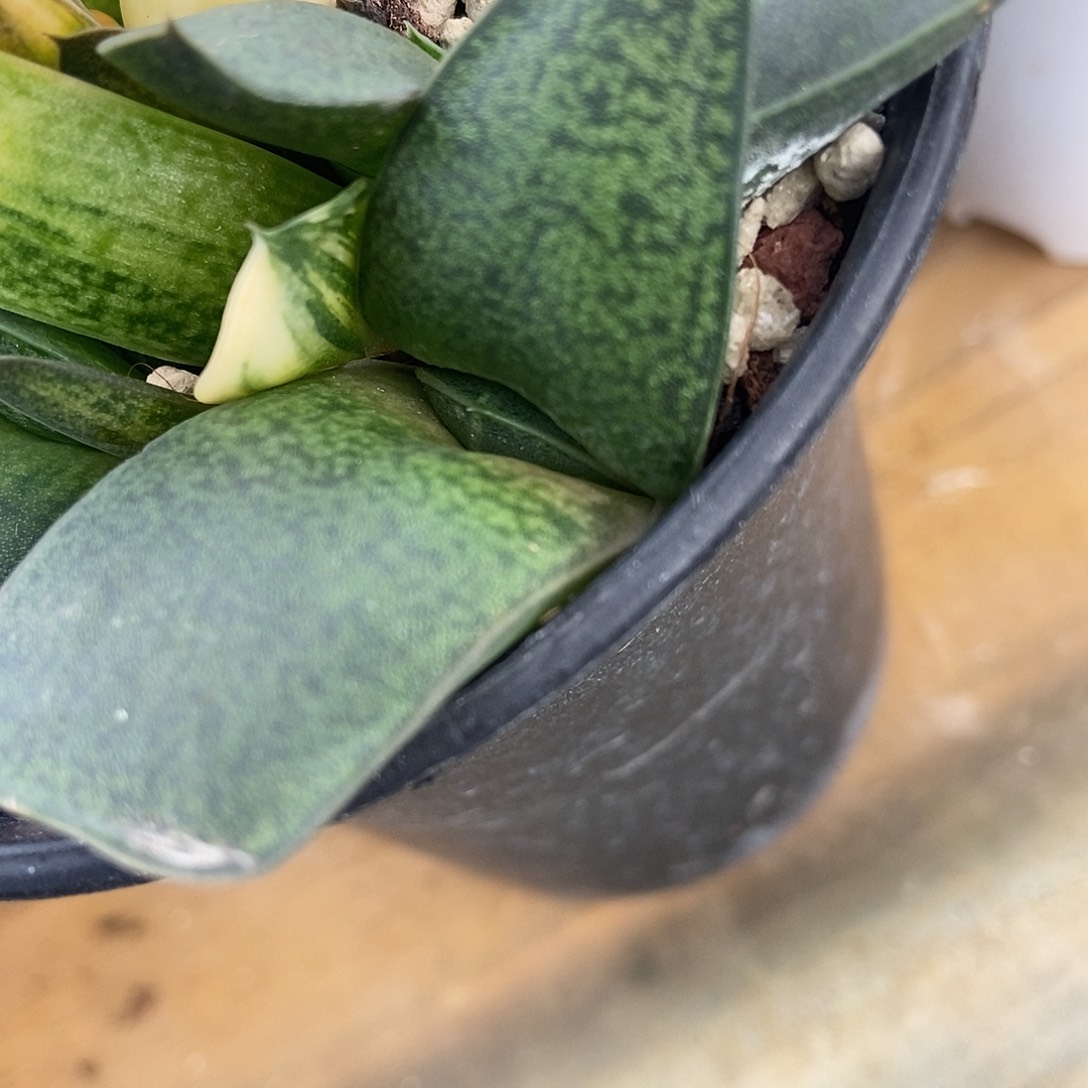 椒***狼赤不动目前大母本叶宽9.5公分带盆发货