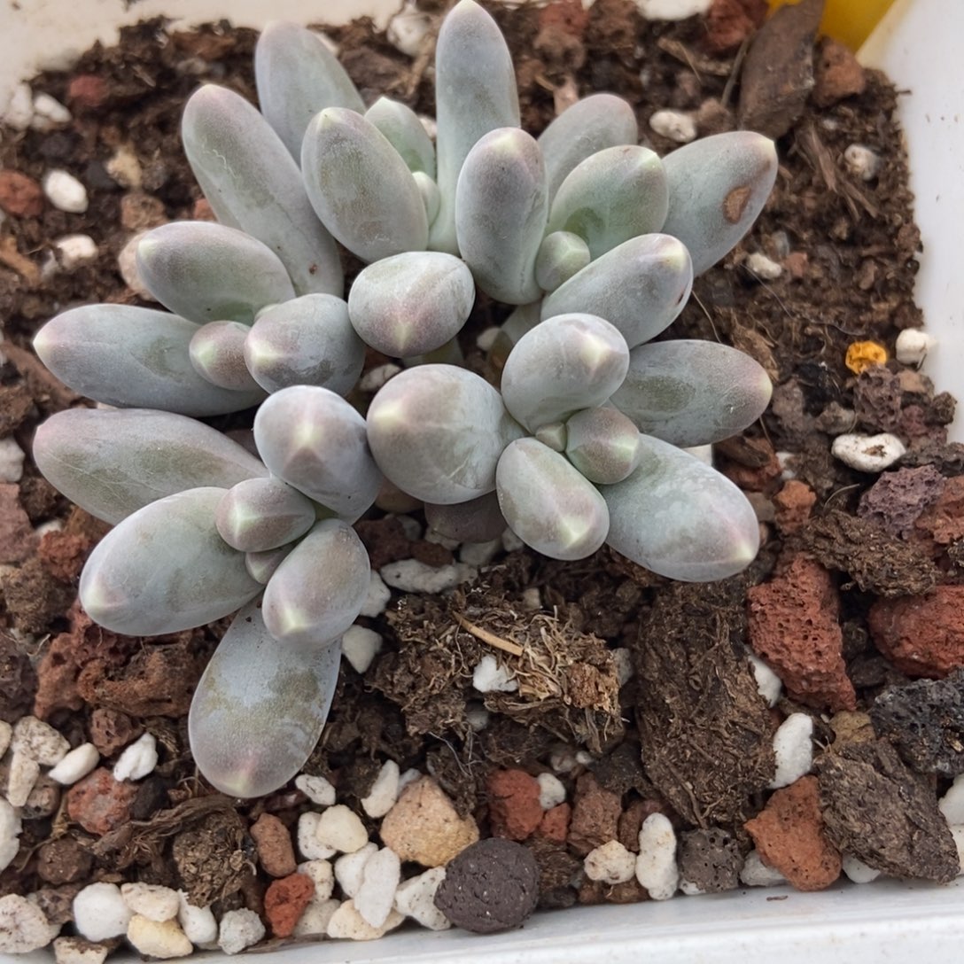 715乌拉奶多肉植物