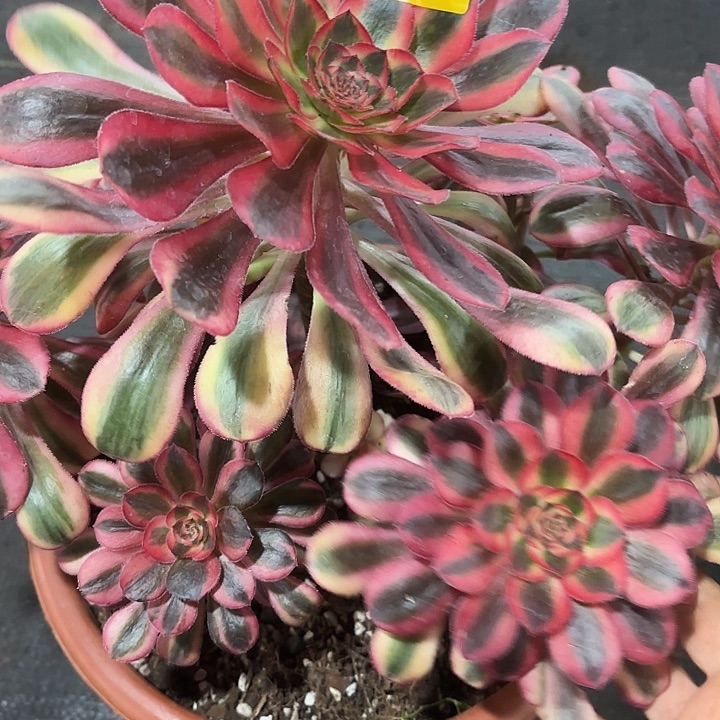 多肉植物粉体979