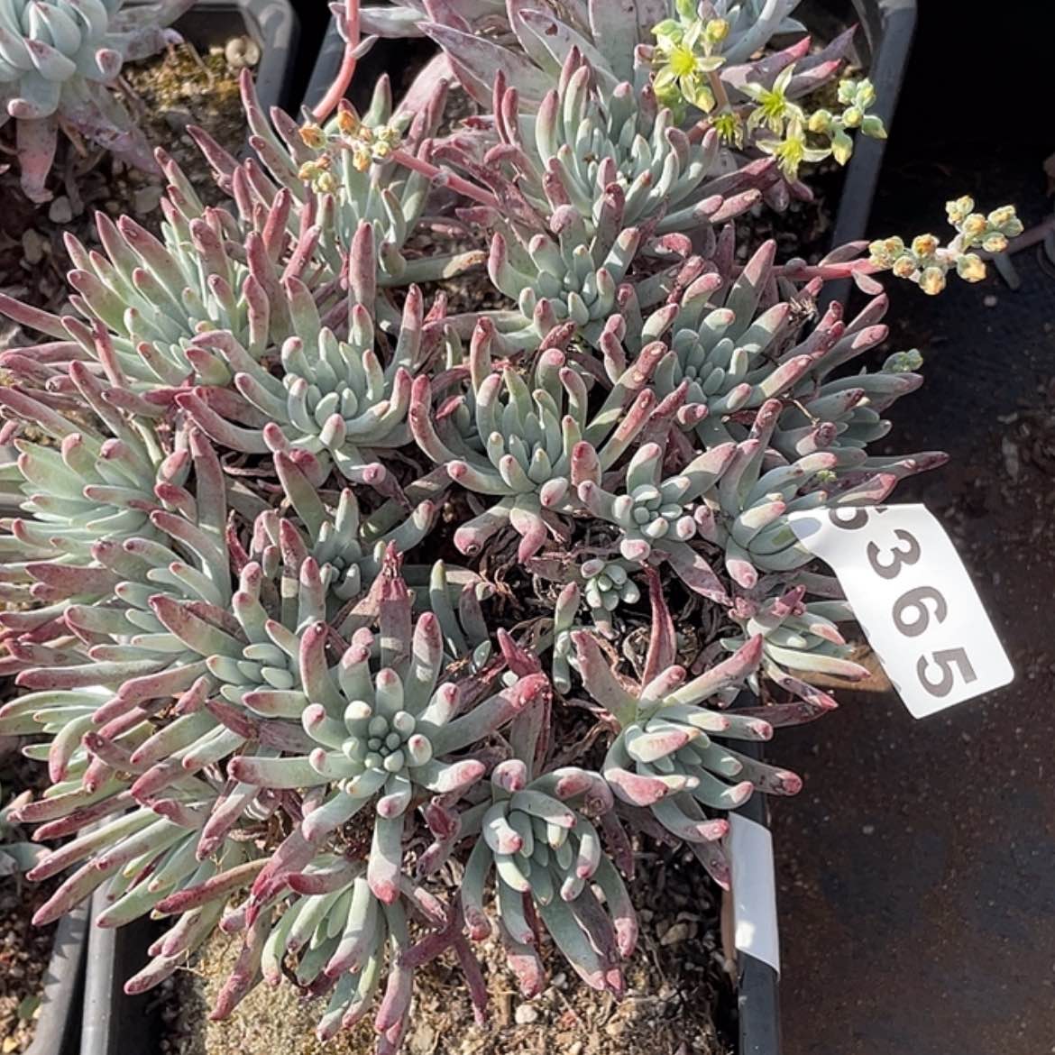 【闪购商品】白鹭白鹭