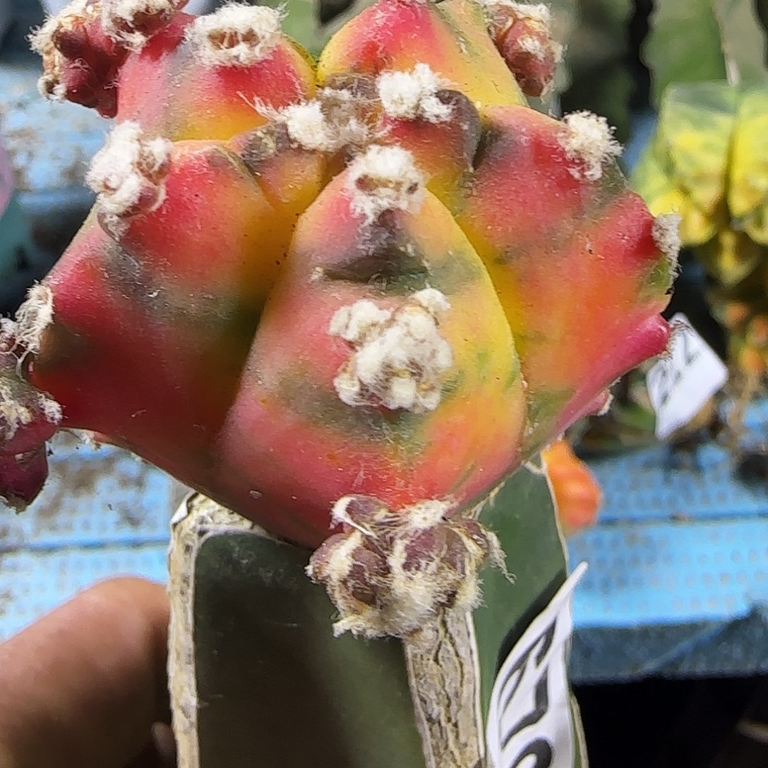 鸾锦华676招惹球开花了