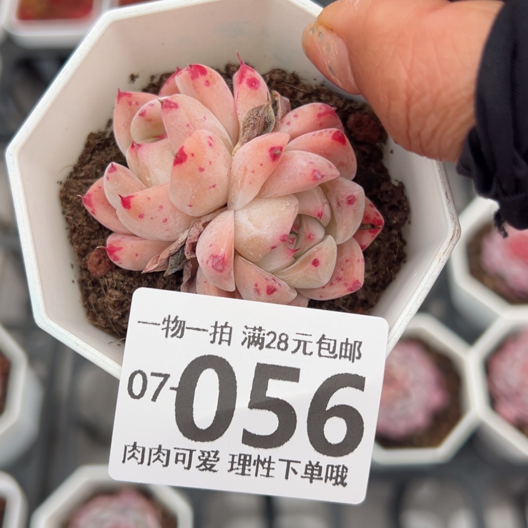 如梦令，多肉多肉多肉多肉