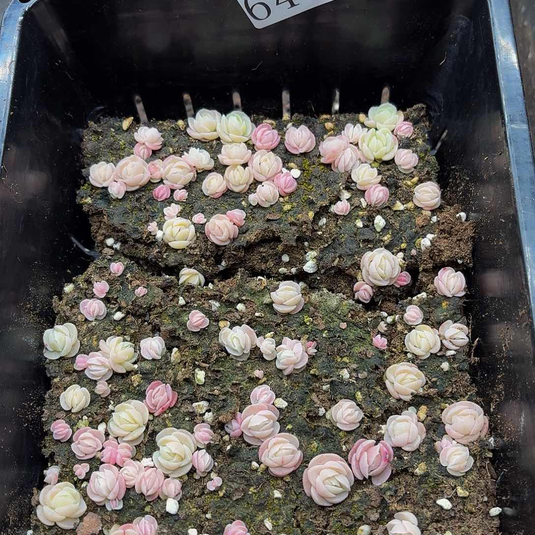 多肉植物多肉植物648