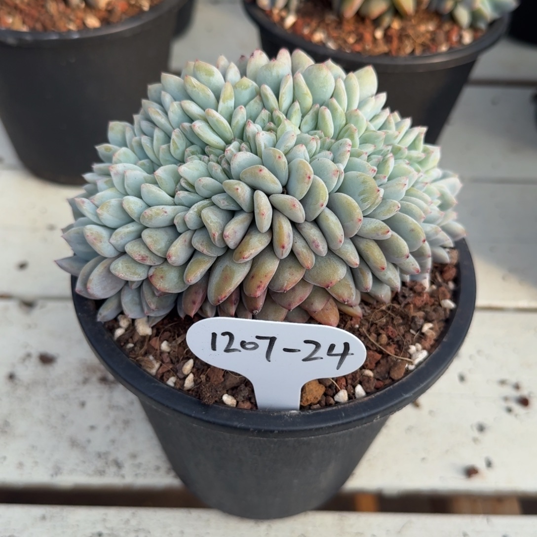 七***@1207-4星影缀化脱土发货