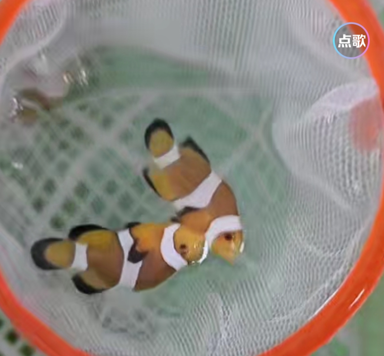 人工公子礼服小丑鱼 顺丰包邮包路损海缸观赏鱼养殖简单