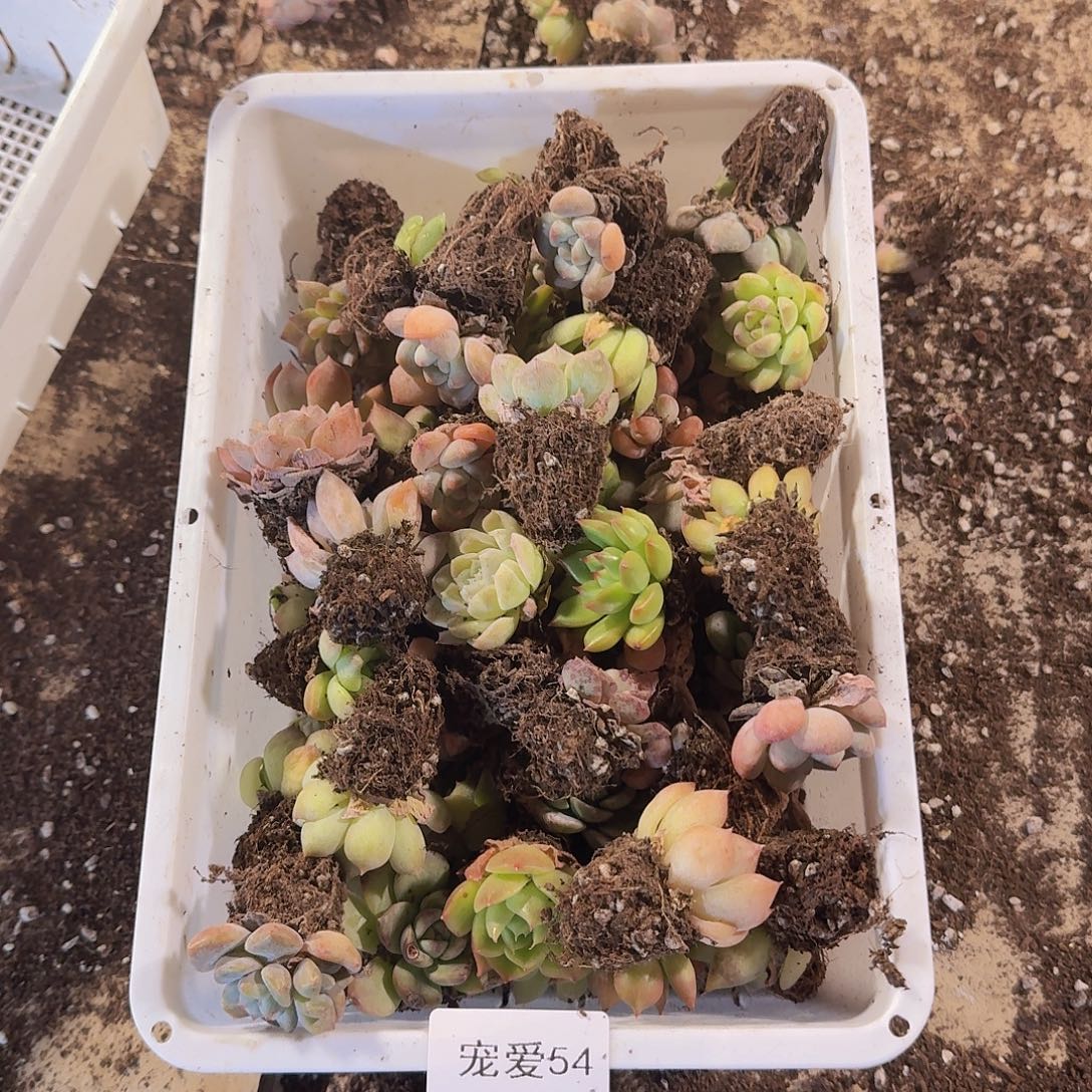 瑕疵不售后福利54
