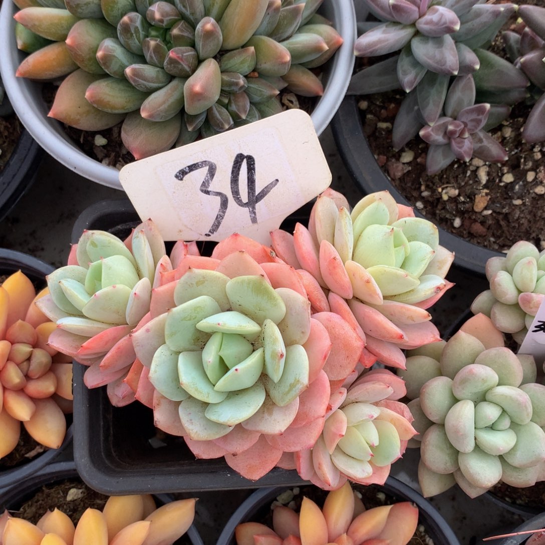 恋曲7272727373737373¥