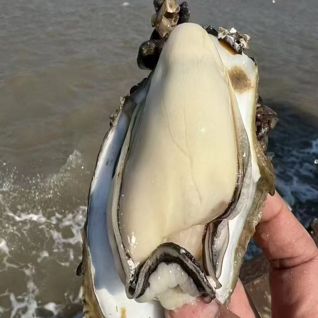 【台山特大蚝】台山白玉生蚝 精选现开生蚝净肉鲜甜 脆口 9～12只斤
