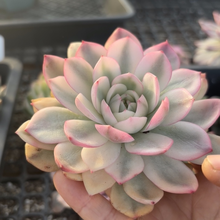 粉水晶锦多肉植物多肉植物