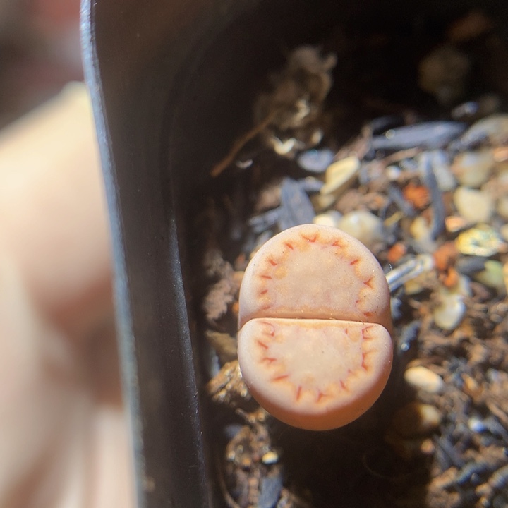 精品生石花27.513