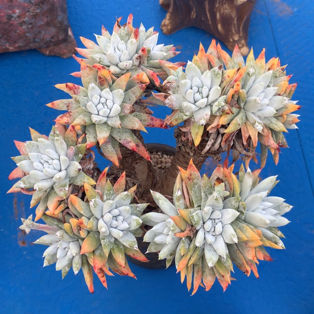 白姆，多肉植物啦啦啦