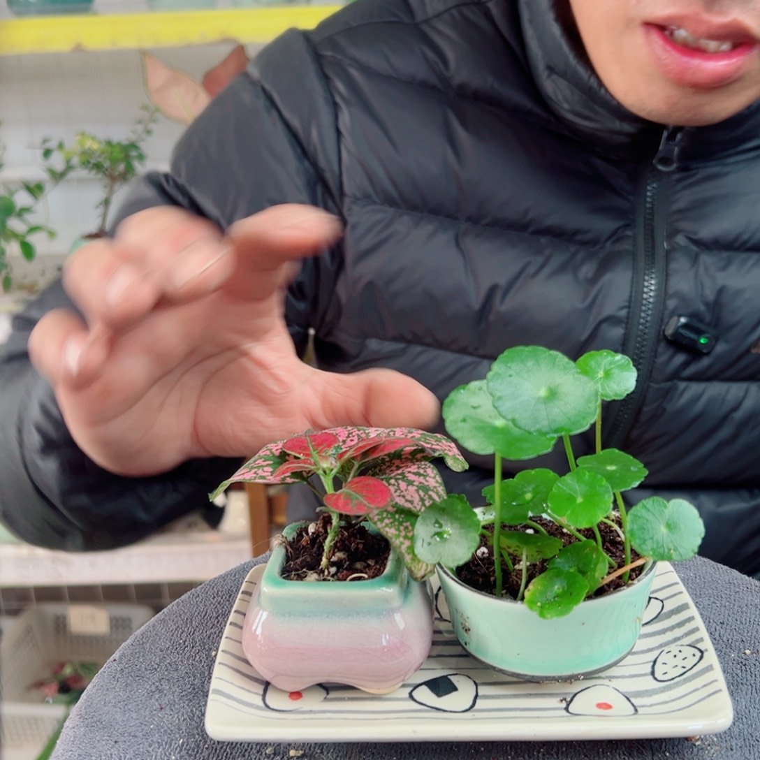 小***呵无花朵33                    