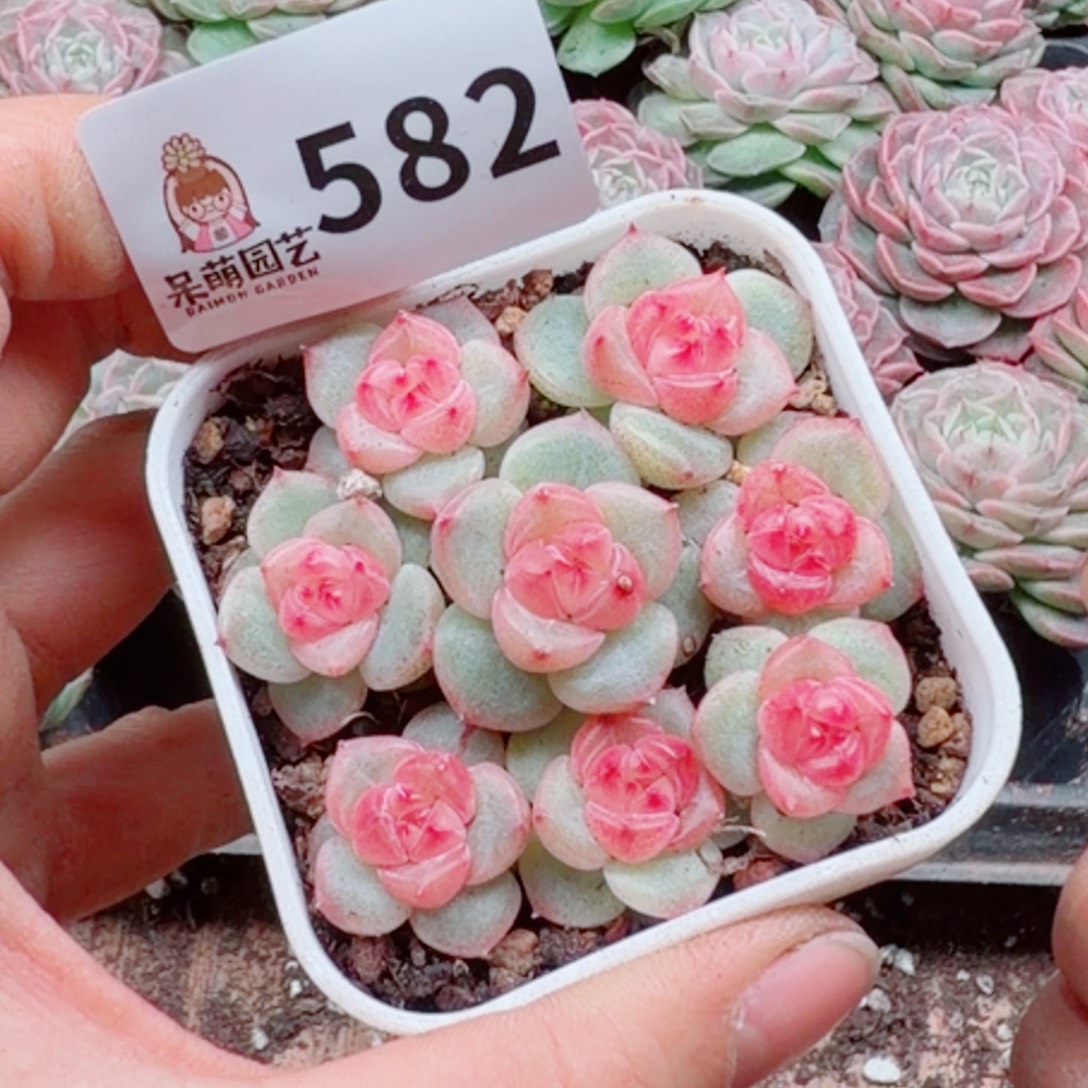 溺****多肉植物多肉植物