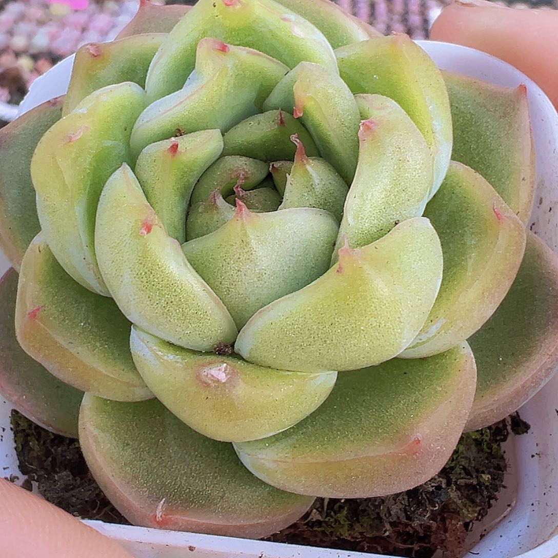 翡翠珍妮19包邮多肉植物