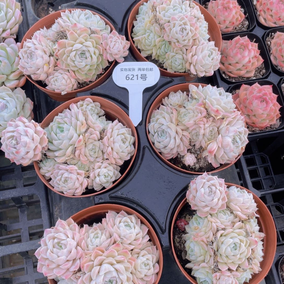 621号 奶油白月影大群生一个