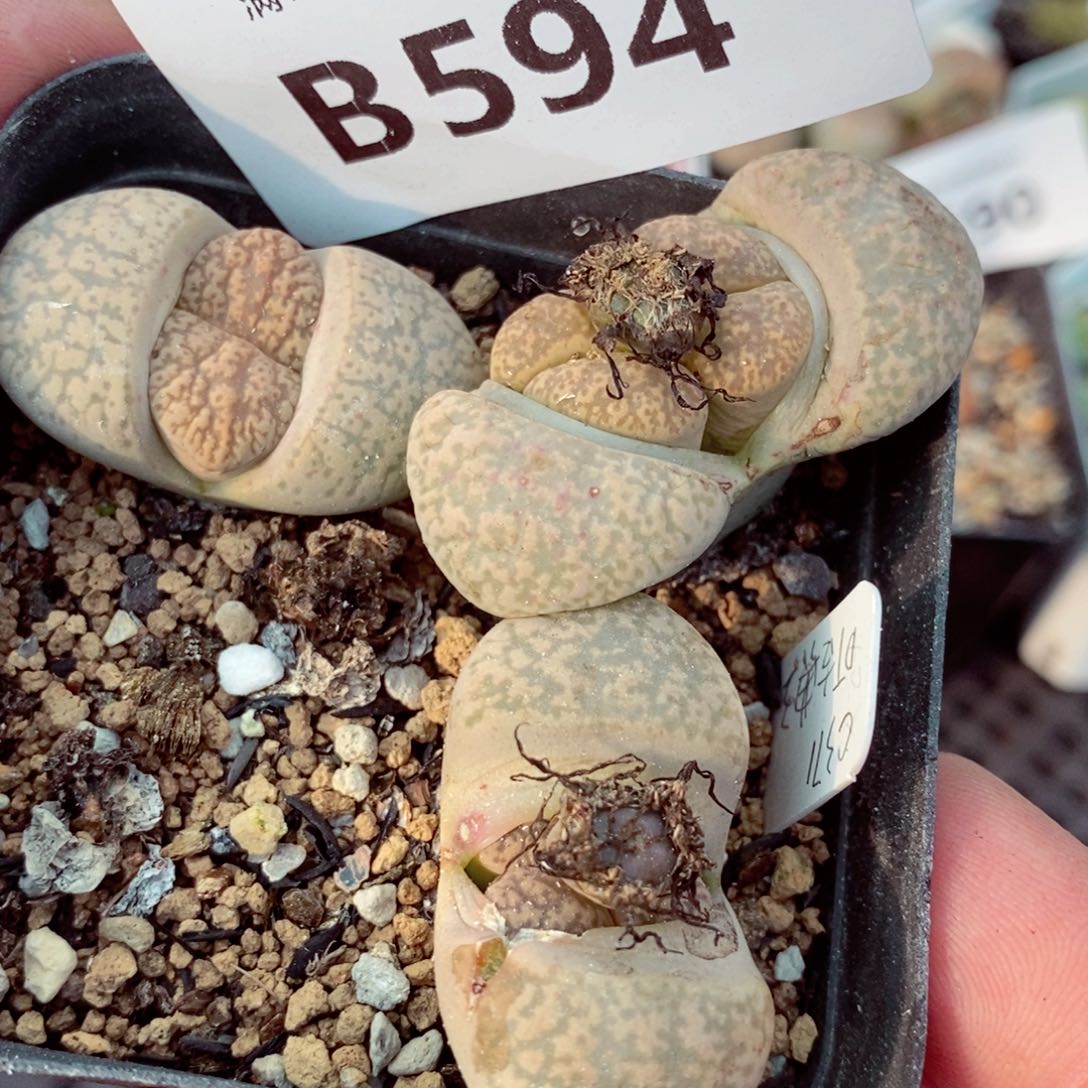 我我的小哥哥小姐姐们594